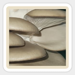 Oyster Mushroom Cluster Sticker